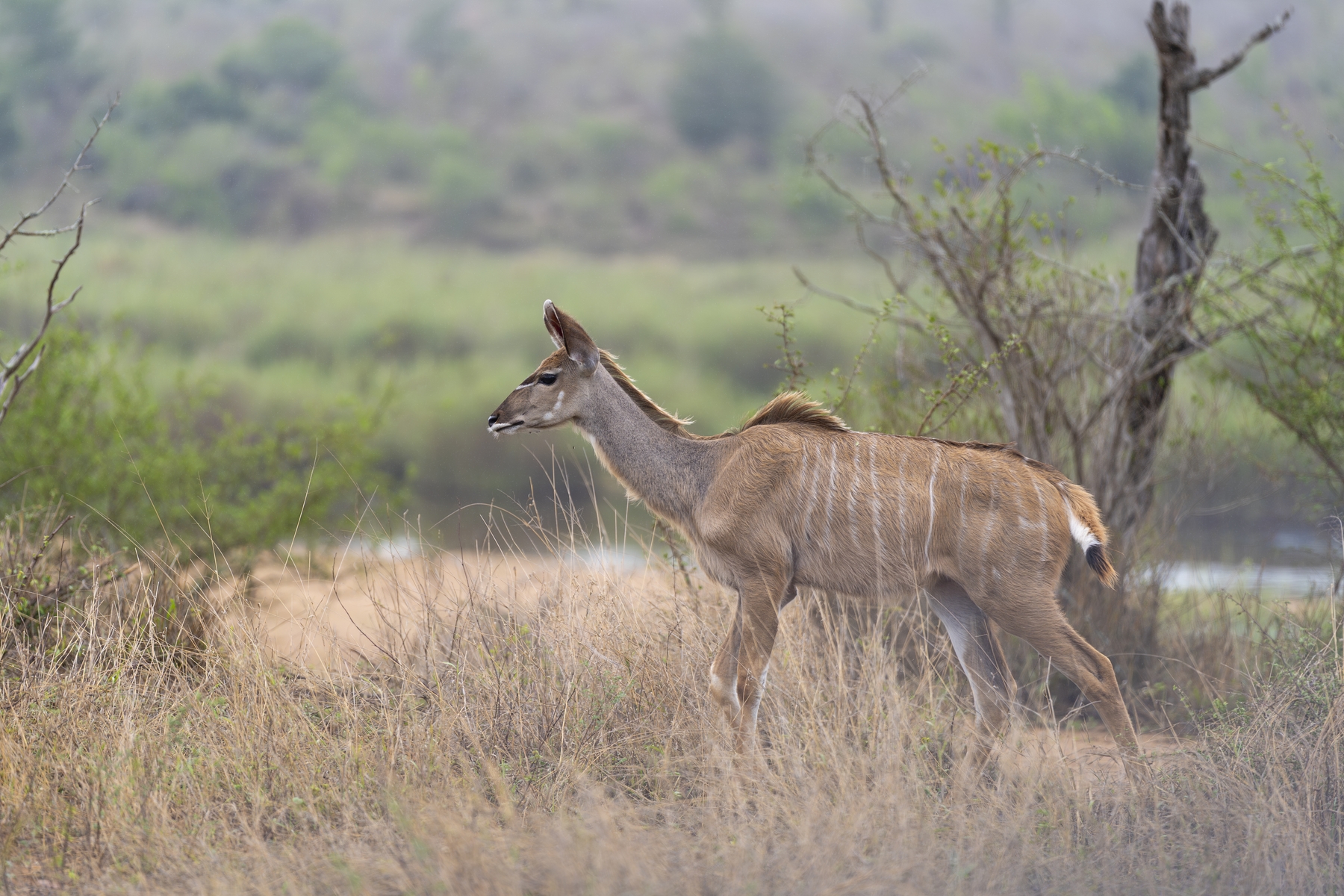 Kruger25 2025 10 31 10 08 36 ILCE 9M3 1569